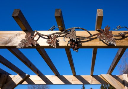 Top of pergola in Cateaux Luna vineyard photo