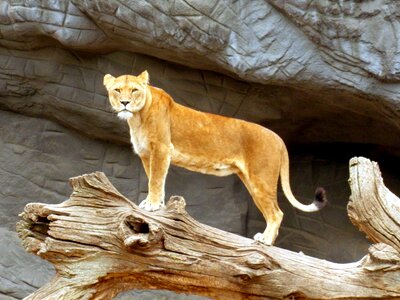 Lion females predator wildcat photo