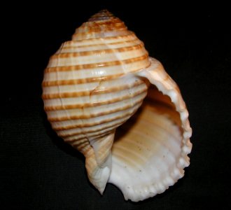 Tonna allium (Dillwyn, 1817) - BioLib.cz (2)