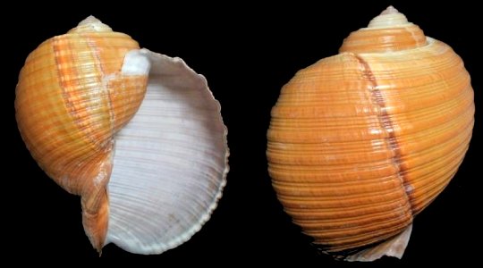 Tonna zonata (Green, 1830) - BioLib.cz