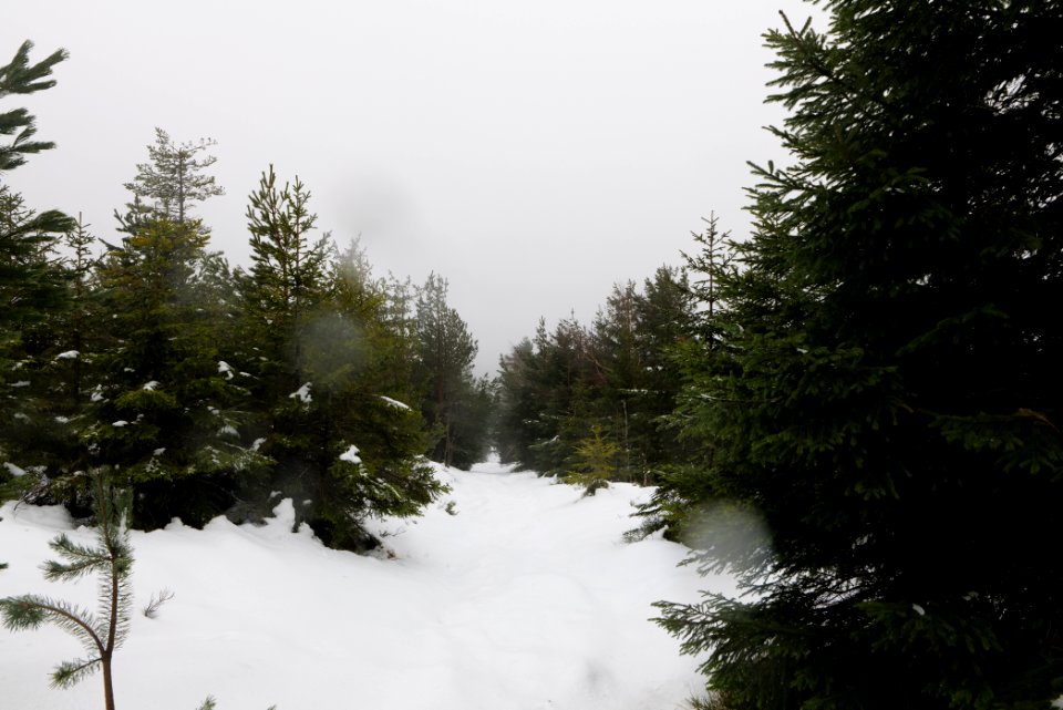 Top of Badener Höhe with snow 2020-03-10 32