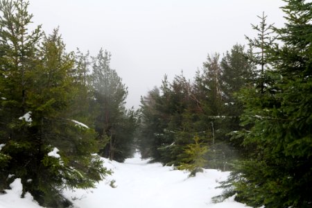 Top of Badener Höhe with snow 2020-03-10 33