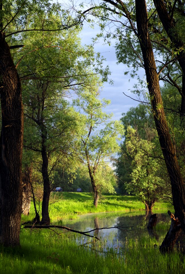 Landscape green grass