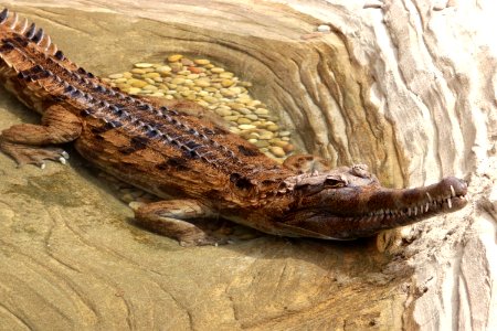 Tomistoma schlegelii false gharial LA zoo 02 photo