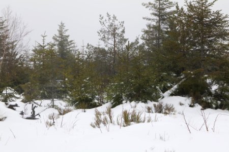 Top of Badener Höhe with snow 2020-03-10 02