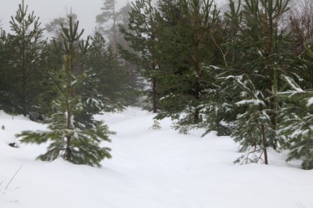 Top of Badener Höhe with snow 2020-03-10 14