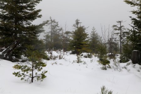 Top of Badener Höhe with snow 2020-03-10 27