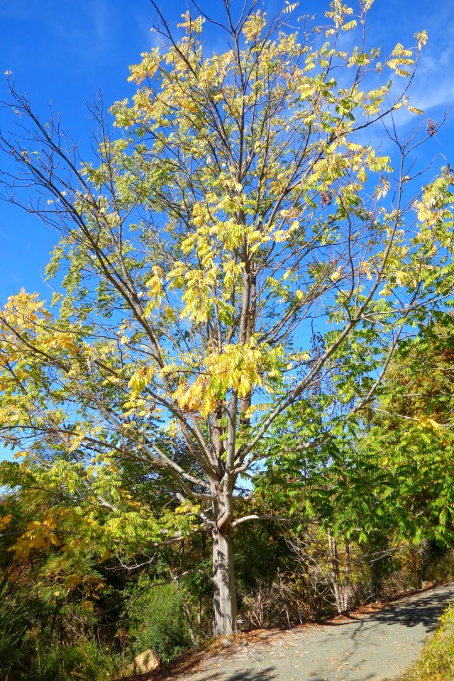 Toona sinensis - Quarryhill Botanical Garden - DSC03563