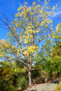 Toona sinensis - Quarryhill Botanical Garden - DSC03563