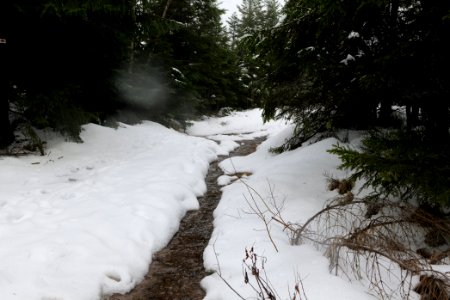 Top of Badener Höhe with snow 2020-03-10 39