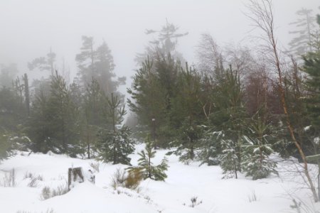 Top of Badener Höhe with snow 2020-03-10 11