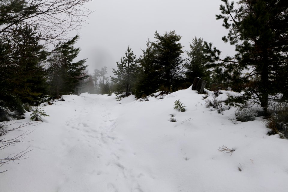 Top of Badener Höhe with snow 2020-03-10 31