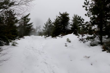 Top of Badener Höhe with snow 2020-03-10 31