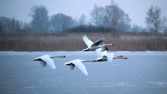 Swans flying hazy photo