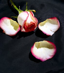 Petals black background withering