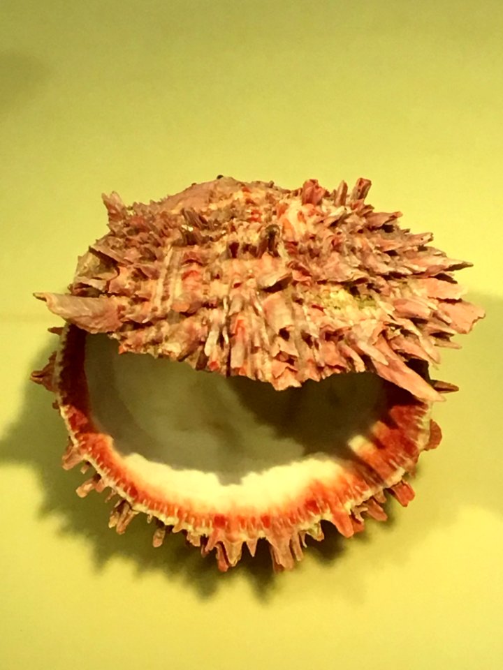 Top of Spondylus princeps