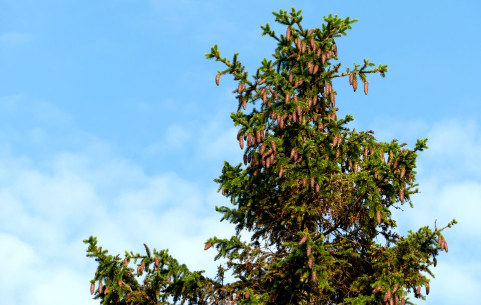 Top of spruce with cones