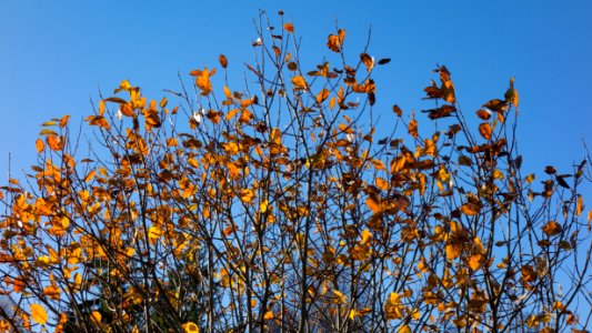 Top of small beech in autumn