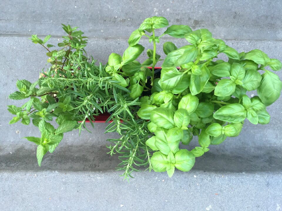 Leaf ingredient natural