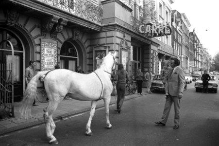 Toni Boltini met circuspaard voor theater Carré, Bestanddeelnr 925-7164