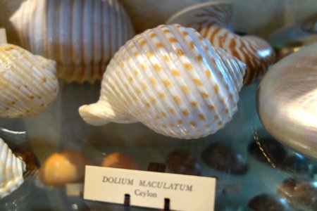 Tonna dolium (Dolium maculatum), Ceylon - Joseph Allen Skinner Museum - DSC07800