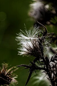 Plant prickly flora