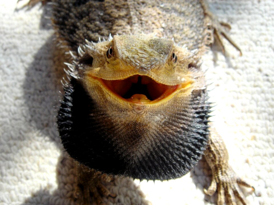Angry beard reptile