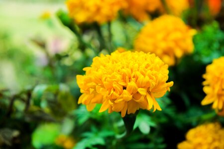 Khmer flower asia