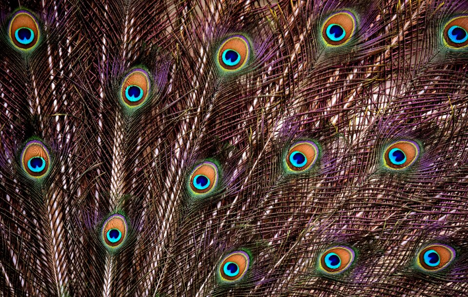 Iridescent animal pride