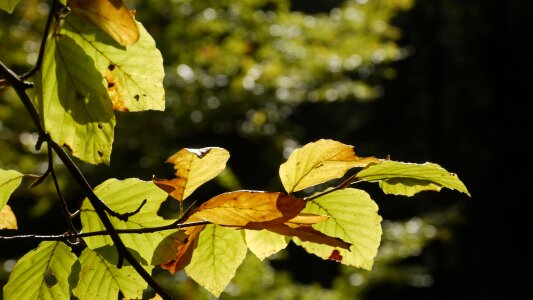 Leaves trees deciduous tree
