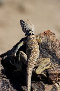 Wildlife nature wild