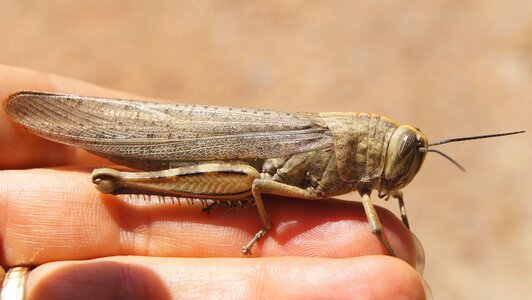 Grille grasshopper insect