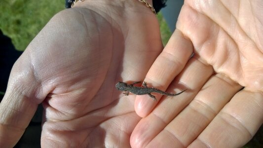 Young small reptile