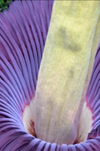 Titan Arum at Bayreuth University 67