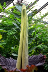 Titan Arum at Bayreuth University 62