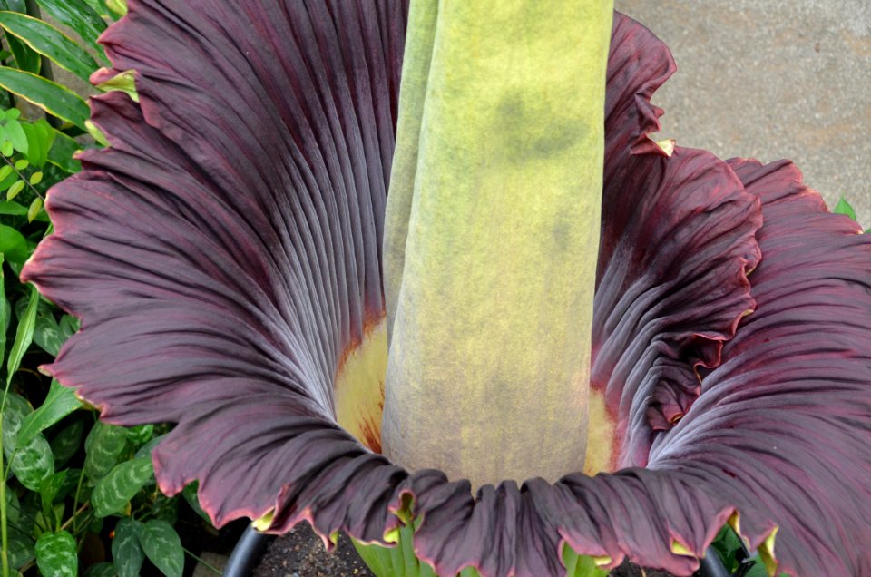 Titan Arum at Bayreuth University 46