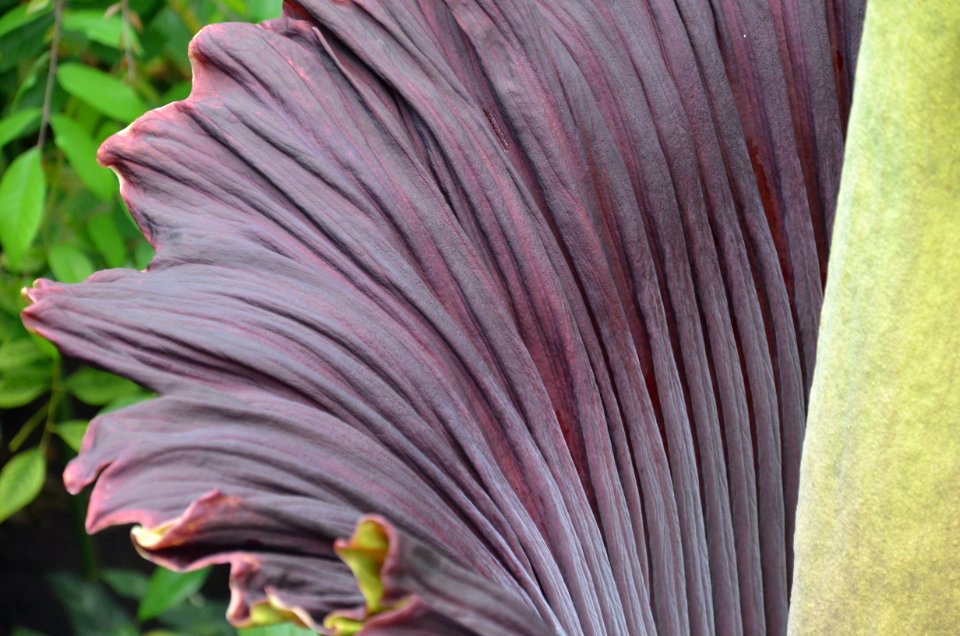 Titan Arum at Bayreuth University 41