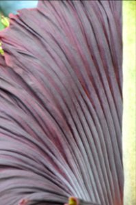 Titan Arum at Bayreuth University 51
