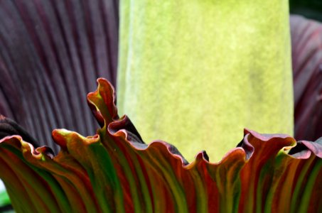 Titan Arum at Bayreuth University 10