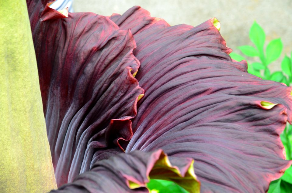 Titan Arum at Bayreuth University 25