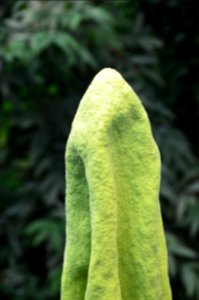 Titan Arum at Bayreuth University 20