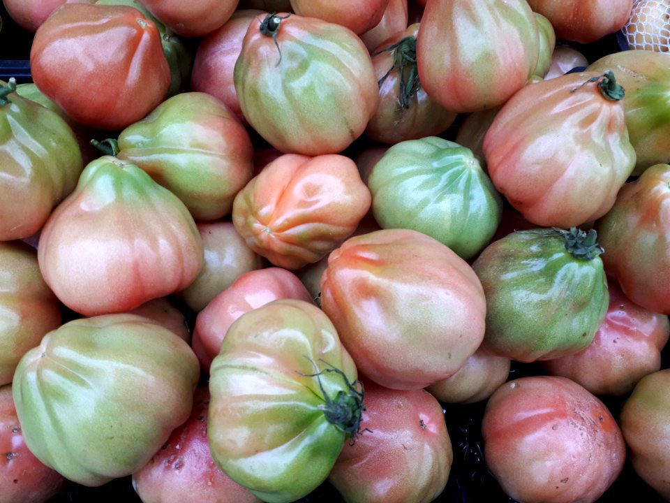 Tomàquets cor de bou 2017 C4