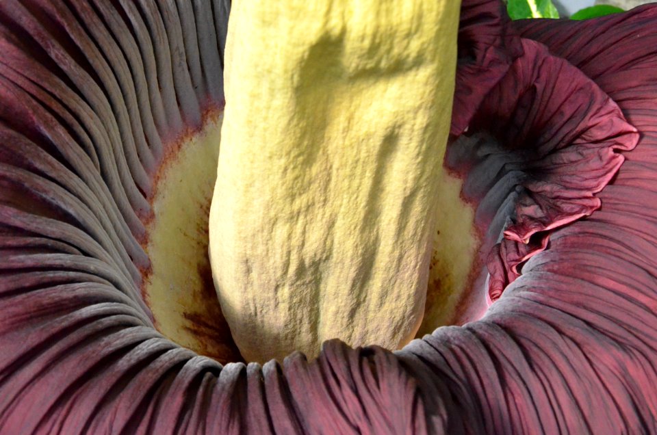 Titan Arum at Bayreuth University - Second Day 4