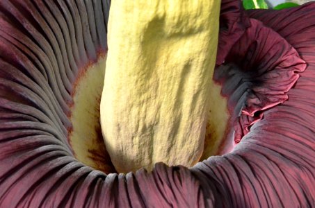 Titan Arum at Bayreuth University - Second Day 4