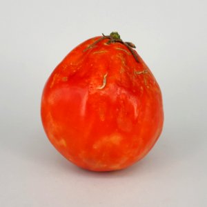 Tomàquet cor de bou 2017 A1