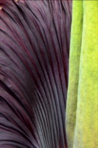 Titan Arum at Bayreuth University 06