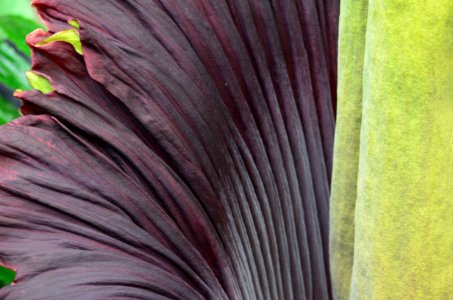 Titan Arum at Bayreuth University 03