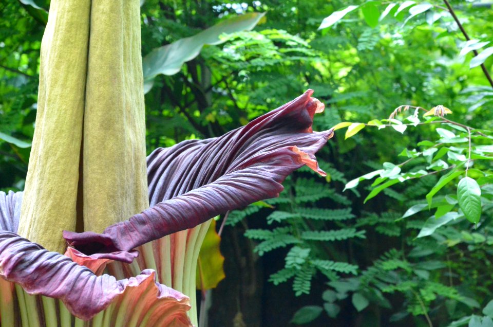 Titan Arum at Bayreuth University - Second Day 8