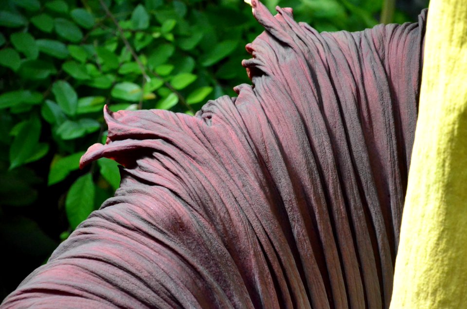 Titan Arum at Bayreuth University - Second Day 32