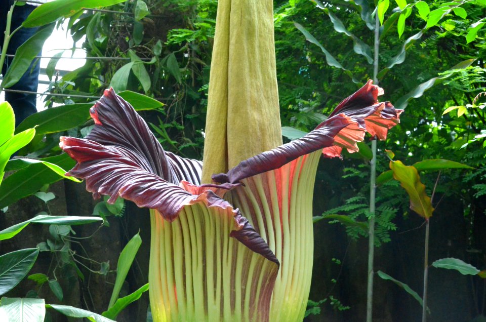 Titan Arum at Bayreuth University - Second Day 24